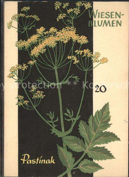 Spendenkarte Wiesenblume Pastinak