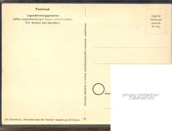 Spendenkarte Wiesenblume Pastinak – Bild 2