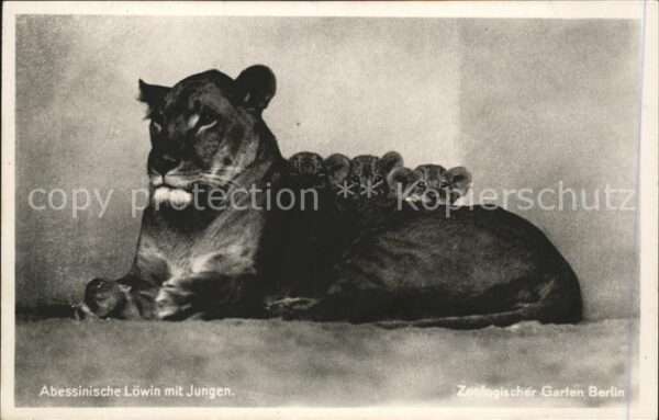 Loewe Abessinische Löwin mit Jungen Zoo Berli