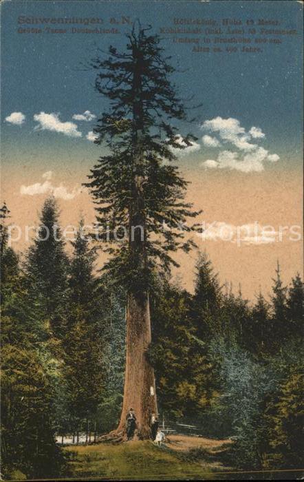 Baeume Trees Tanne Schwenningen a. N.