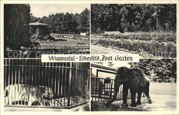 Elefant Tiger Zoologischer Garten Wuppertal-Elb