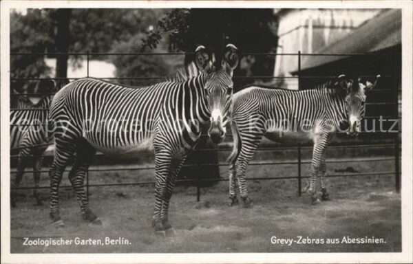 Zebra Zoologischer Garten Berlin Grevy-Zebras