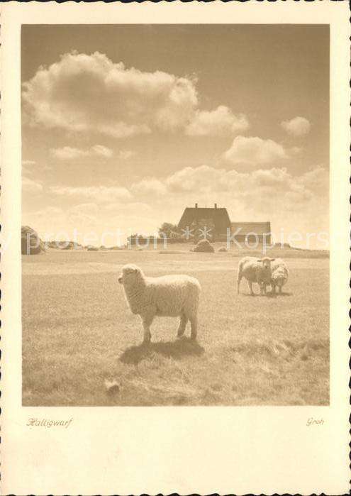Schafe Hallig-Hooge Halligwarf