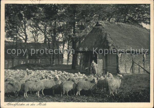 Schafe Hirte