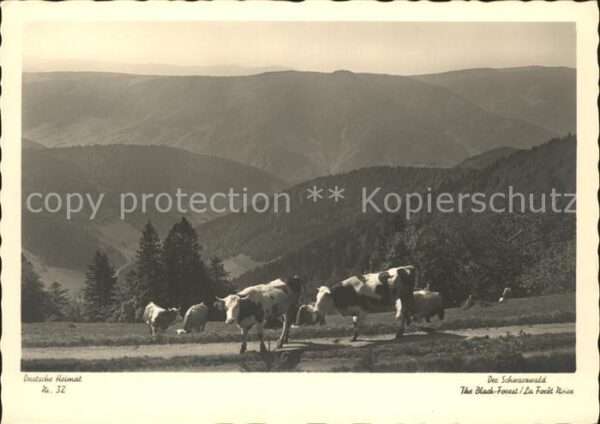 Kuehe Schwarzwald Deutsche Heimat Nr. 32