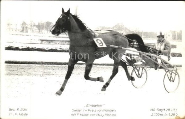 Pferdesport Pferderennen Reitsport Emsdetter Sieger