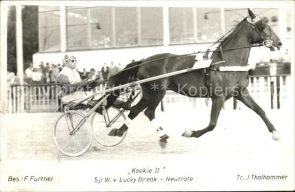 Pferdesport Pferderennen Reitsport Kookie II Rennen