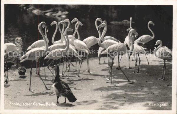 Zoo Zoologischer Garten Berlin Flamingos