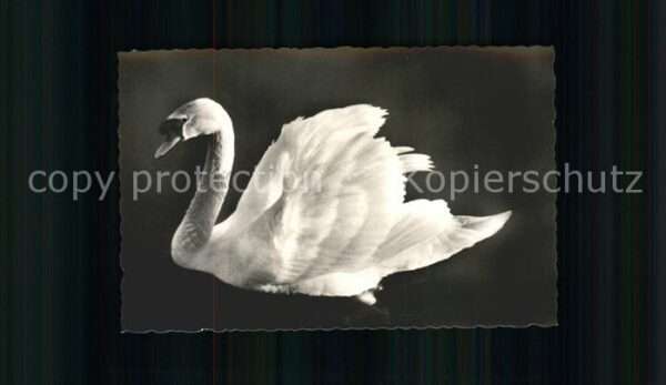 Schwan Der Herr vom See