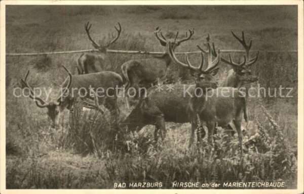 Tiere Wild Bad Harzburg Hirsche