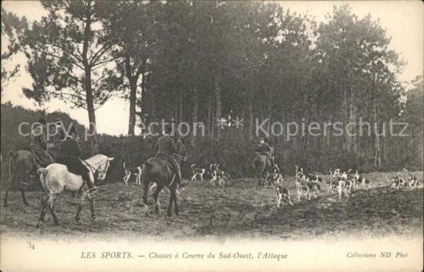 Pferdesport Pferderennen Reitsport Les Sports