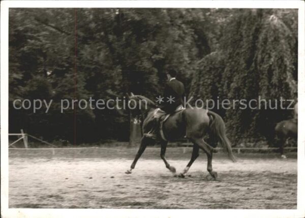 Pferdesport Pferderennen Reitsport Pferd Reiter