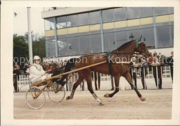 Pferdesport Pferderennen Reitsport Dement