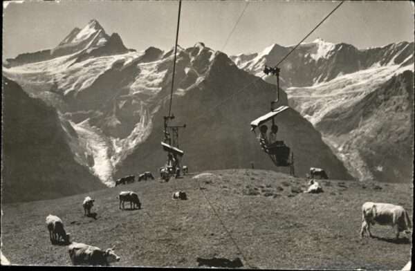 Grindelwald Bergbahn Scgreckhorn Fiescherwand Kühe