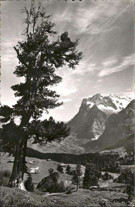 Grindelwald Wetterhorn