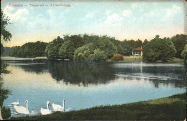 Interlaken BE Thunersee Schwan