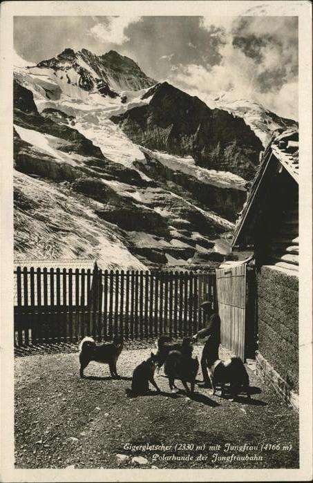 Hunde Polarhunde Jungfrau Eigergletscher