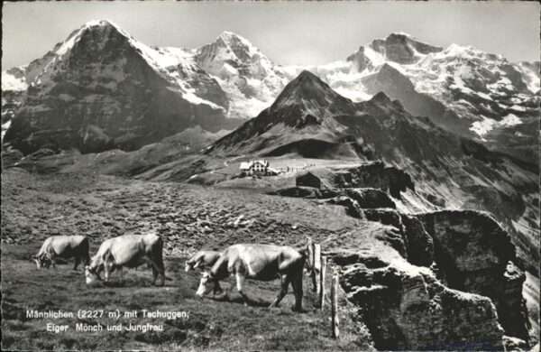 Maennlichen Tschuggen Kühe Eiger Mönch Jungfrau