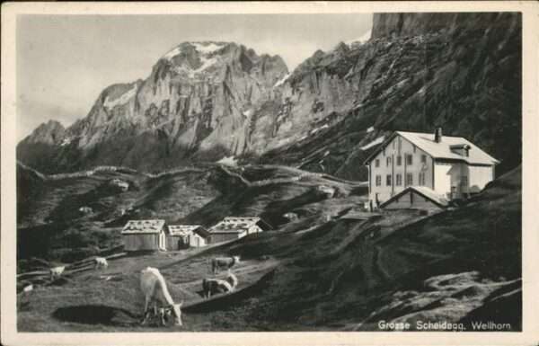 Grosse Scheidegg Wellhorn Kühe