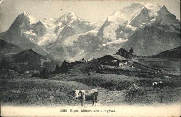 Moench BE Eiger Jungfrau Kühe