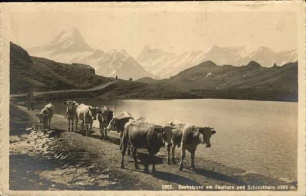 Bachalpsee Faulhorn Schreckhorn Kühe