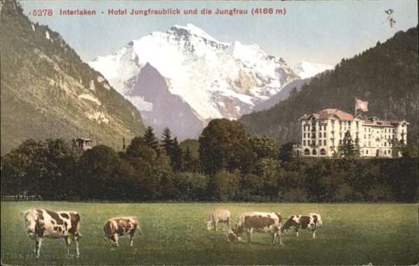 Interlaken BE Hotel Jungfraublick Kühe Jungfrau