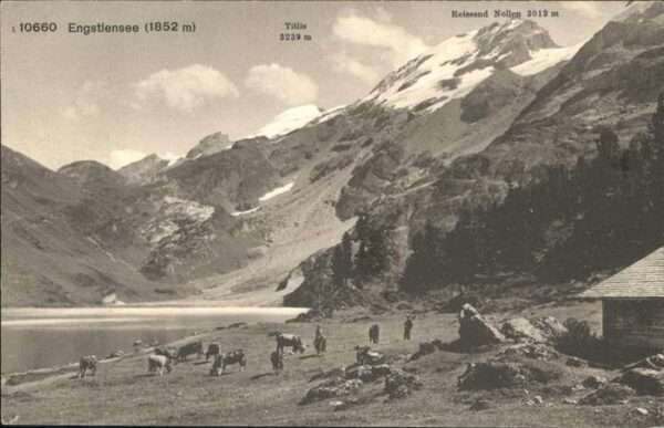 Engstlensee Kühe Titlis