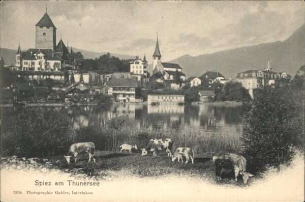 Spiez BE Thunersee Kühe
