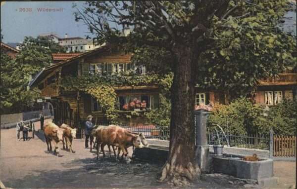 Wilderswil Brunnen Kühe