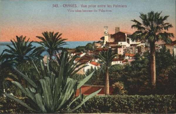 Cannes Alpes-Maritimes Palmiers