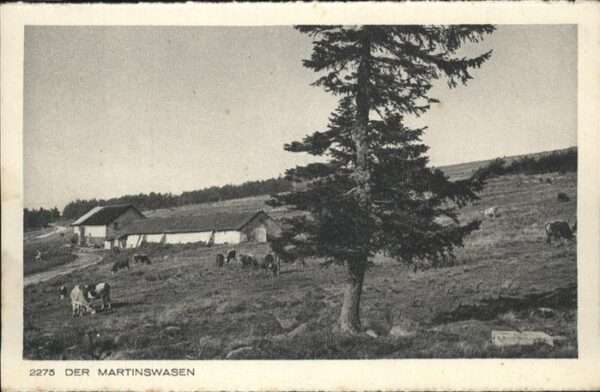 Martinswasen Kühe