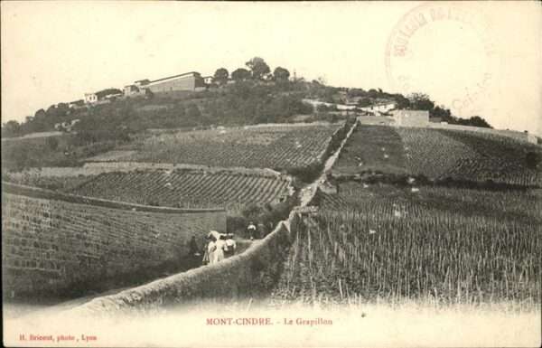 Saint-Cyr-au-Mont-d Or Grapillon