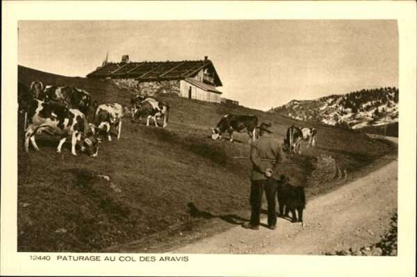 Paturages Kühe