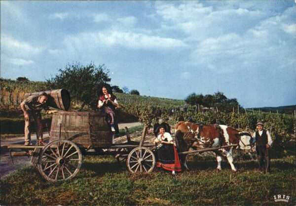 Les Vendanges Kuh