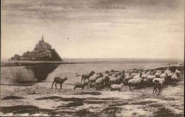 Genets Mont St Michel Schafe