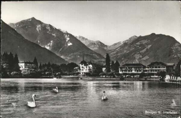 Boenigen Interlaken Schwan
