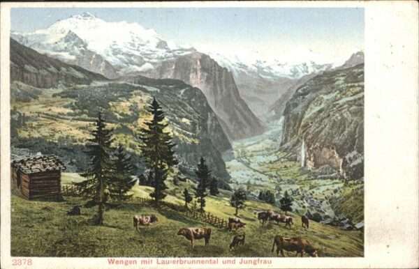 Wengen  BE Lauterbrunnental Jungfrau Kühe