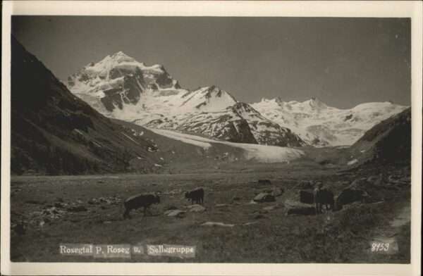 Piz Roseg Kühe Sellagruppe