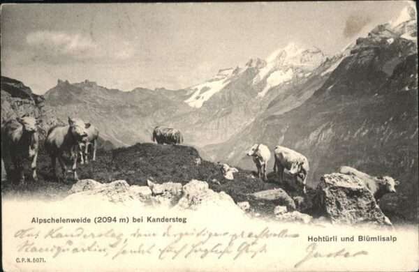 Kandersteg BE Kühe Alpschelenweide