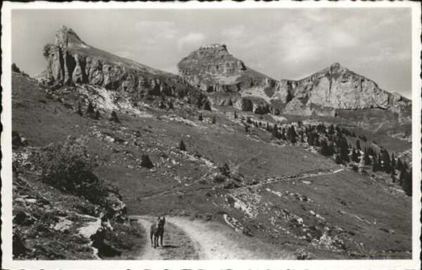 Leysin Hund