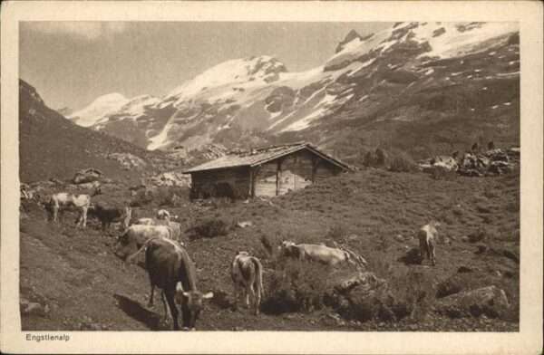Engstlenalp BE Kühe