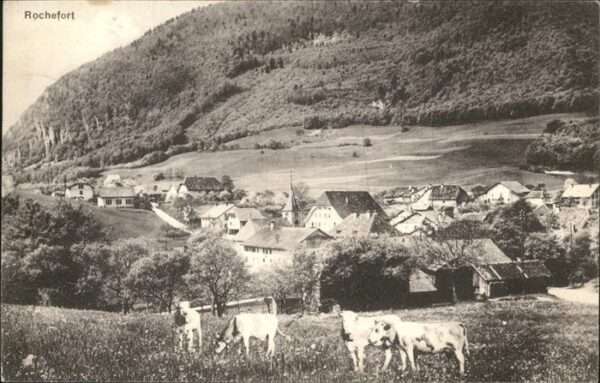 Rochefort NE Kühe