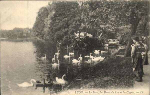 Lyon France Parc
Bords du Luc
Cygnes