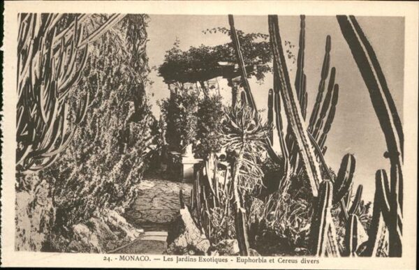 Monaco Jardins Kaktus
