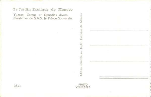 Kakteen Monaco – Bild 2