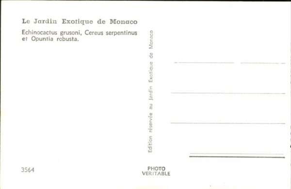 Kakteen Monaco – Bild 2