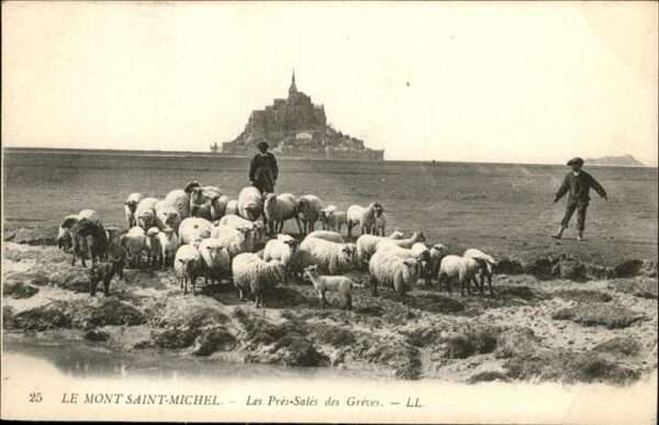 Le Mont-Saint-Michel Schafe