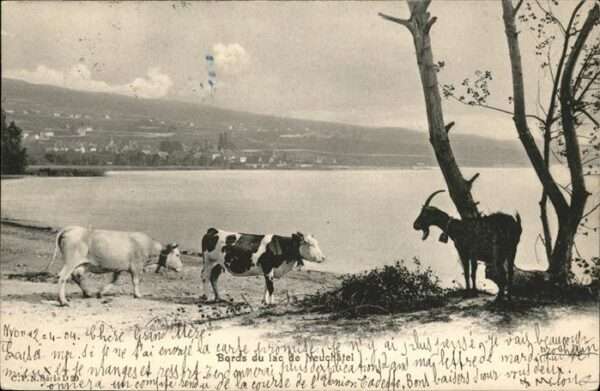 Kuehe Ziege Neuchatel