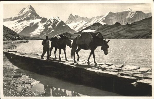 Esel Tiere Faulhornpost Bachalpsee