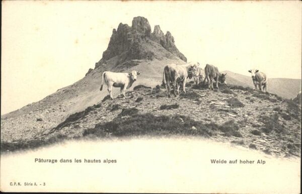 Kuehe Weide auf hoher Alp